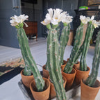 kunstcactus met bloem