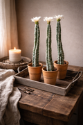kunstcactus met bloem
