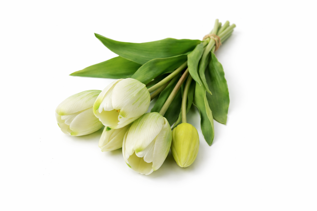 Bos tulpen wit (lang)