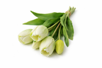 Bos tulpen wit (lang)