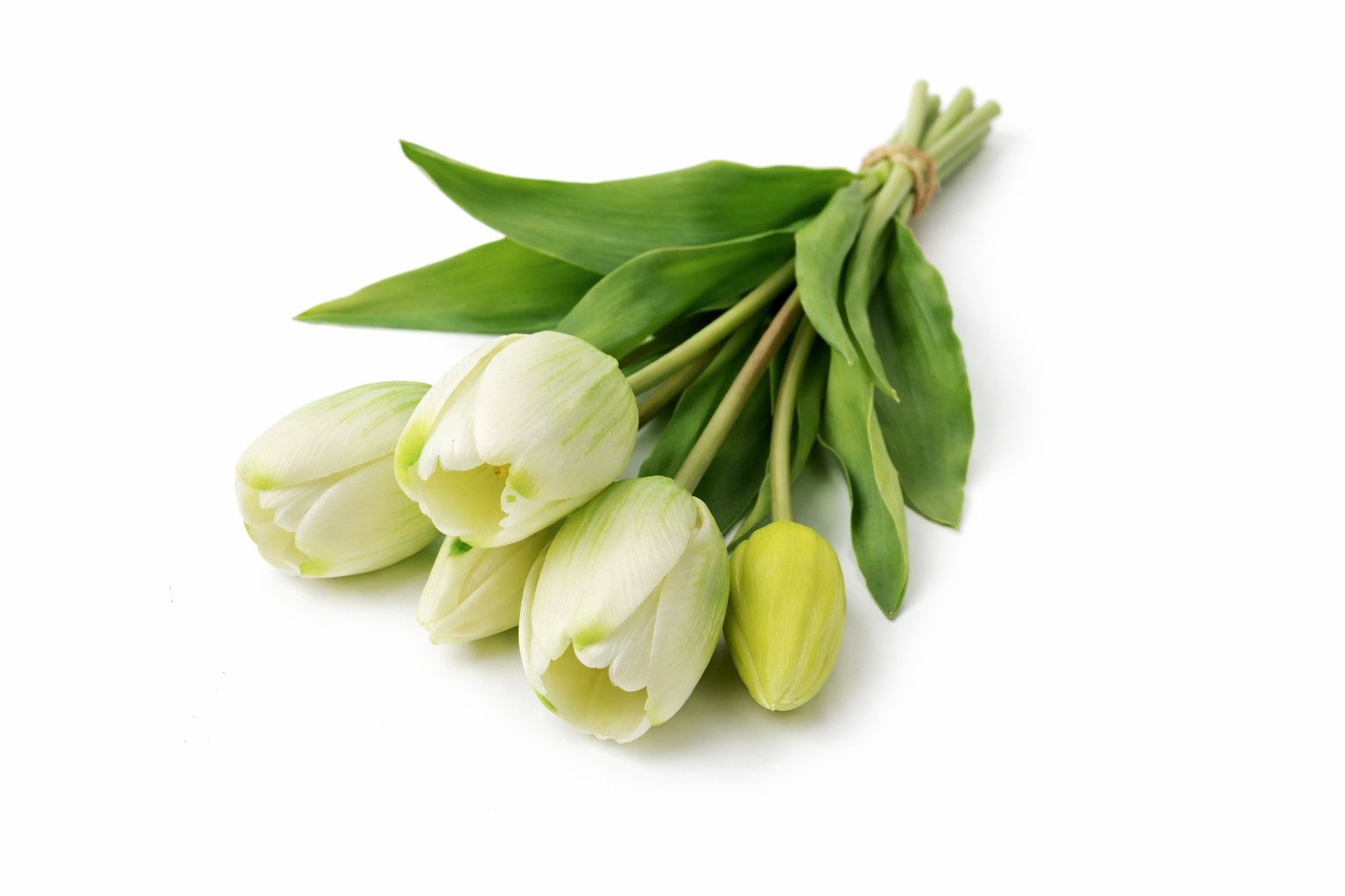 Bos tulpen wit (lang)