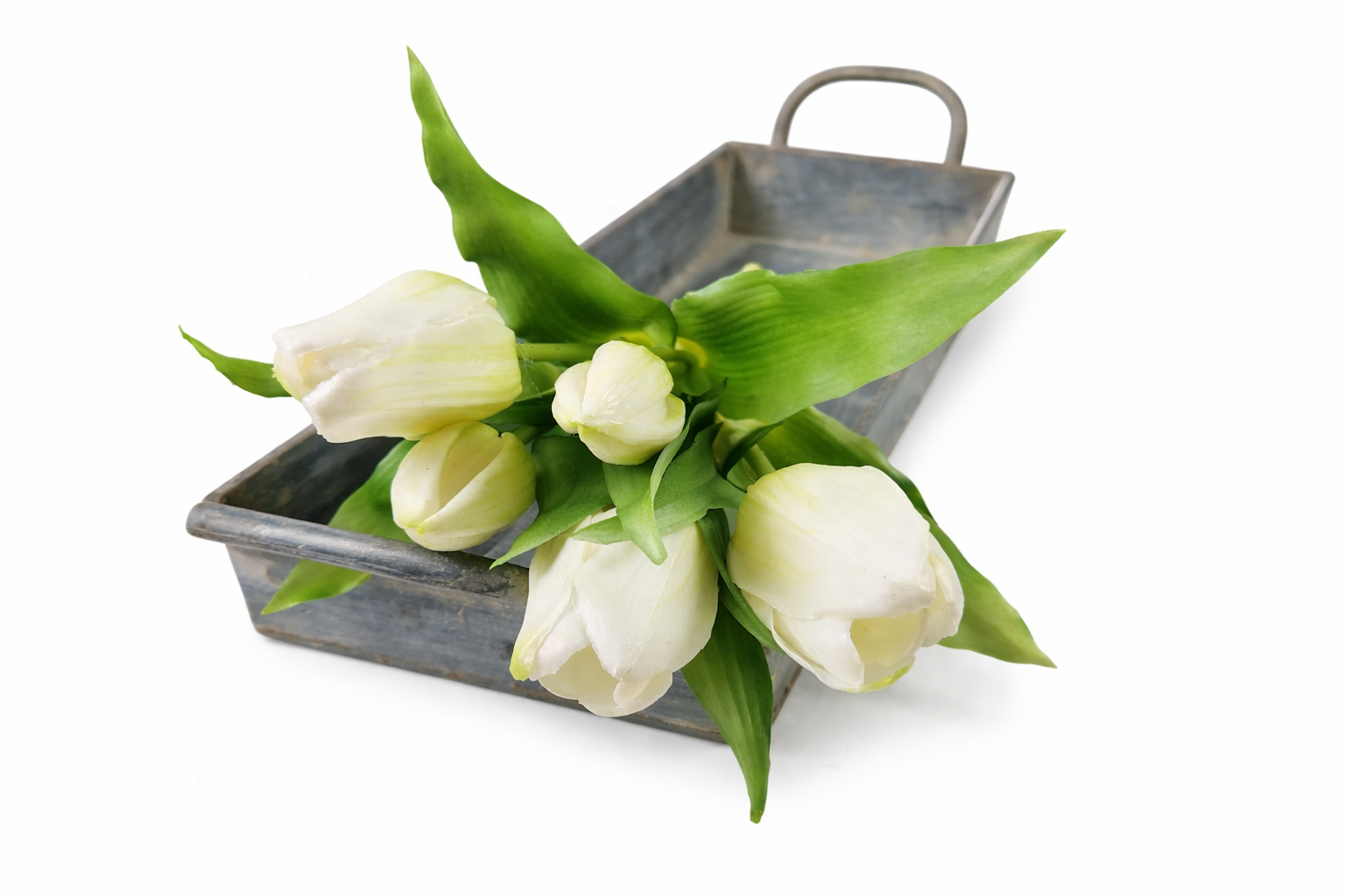 Bos tulpen wit (kort)